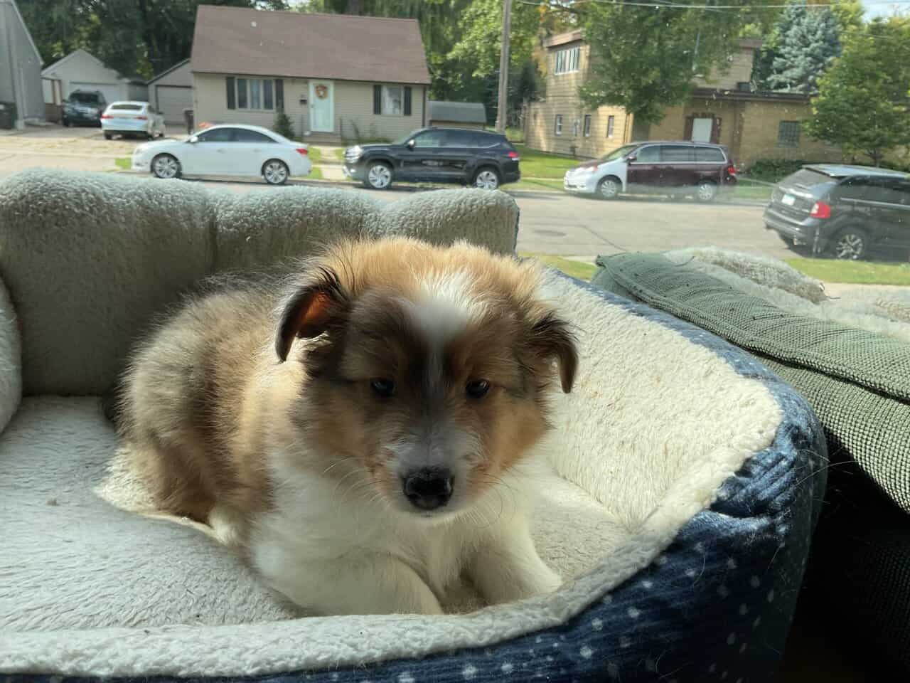 Shelties puppies image 4