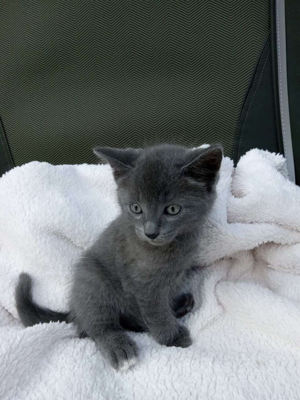 Sweet kitty image 1