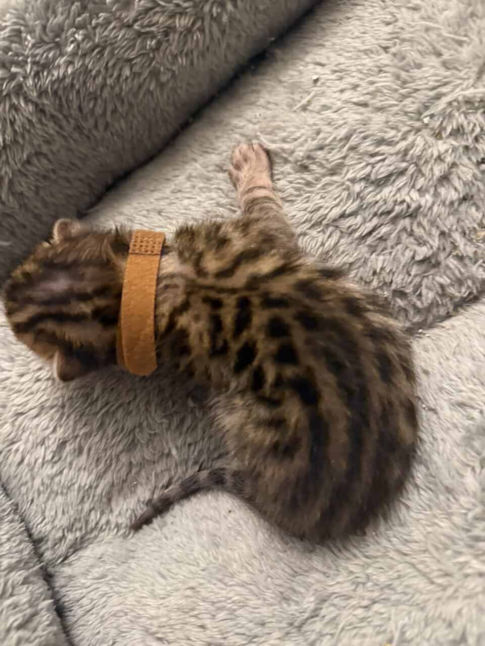 Bengal Kittens TICA Registered image 4