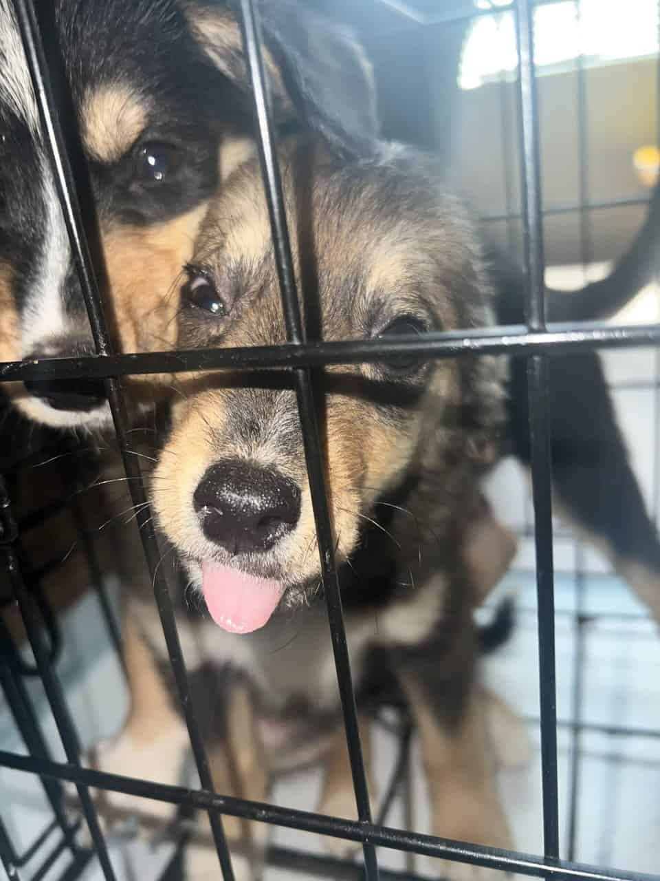Puppies image 3