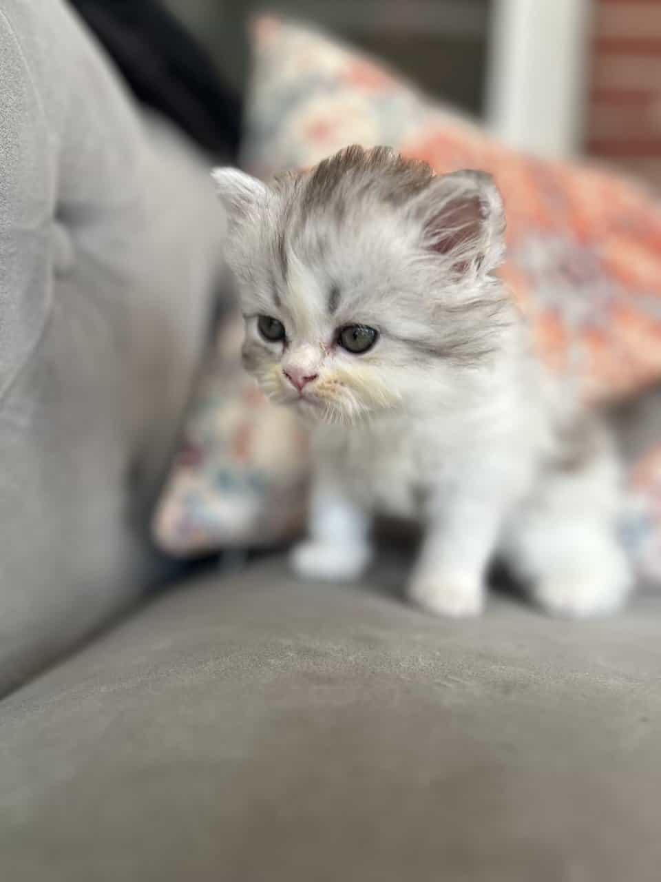 Perrrsians kittens image 7