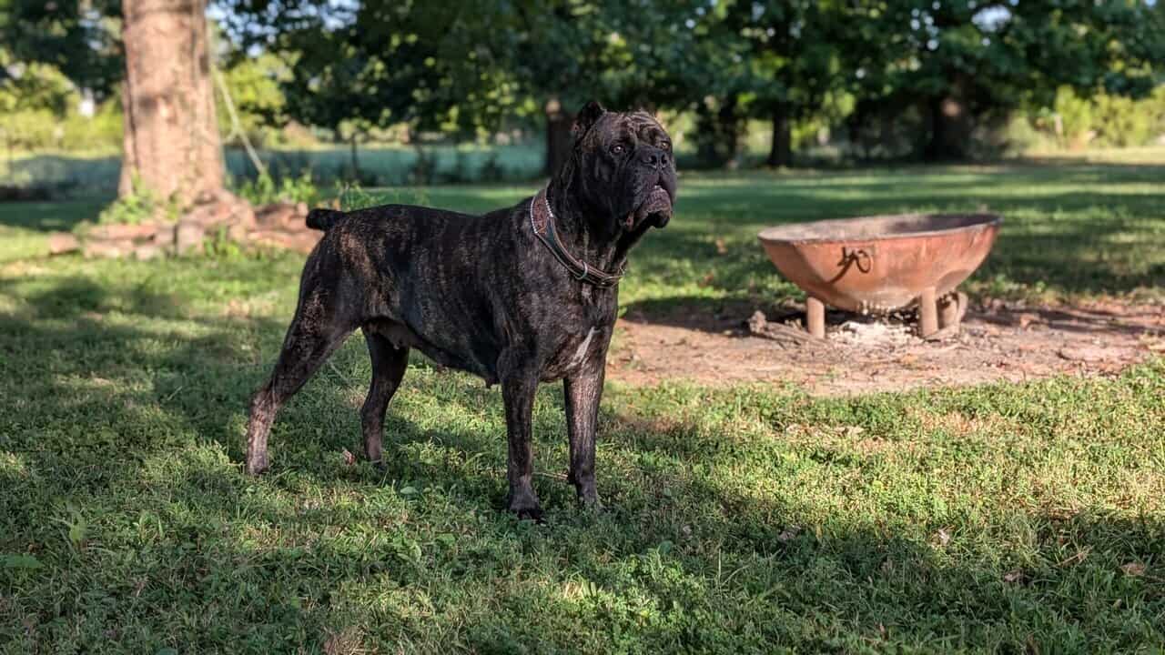12 week Cane Corso puppy image 6