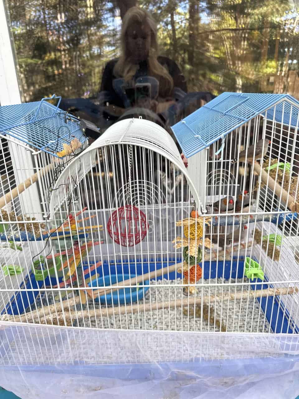 Finches image 1