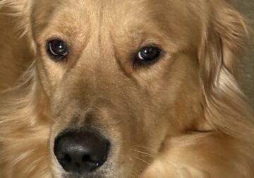 Rehoming Golden Retriever – Needs a Loving Home (Y