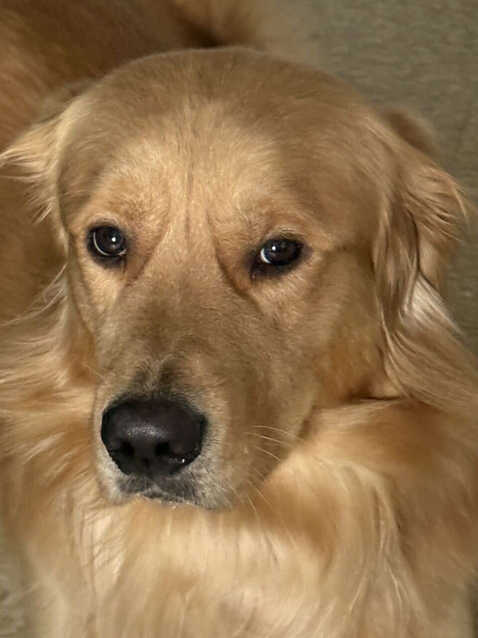 Rehoming Golden Retriever – Needs a Loving Home (Y image 1