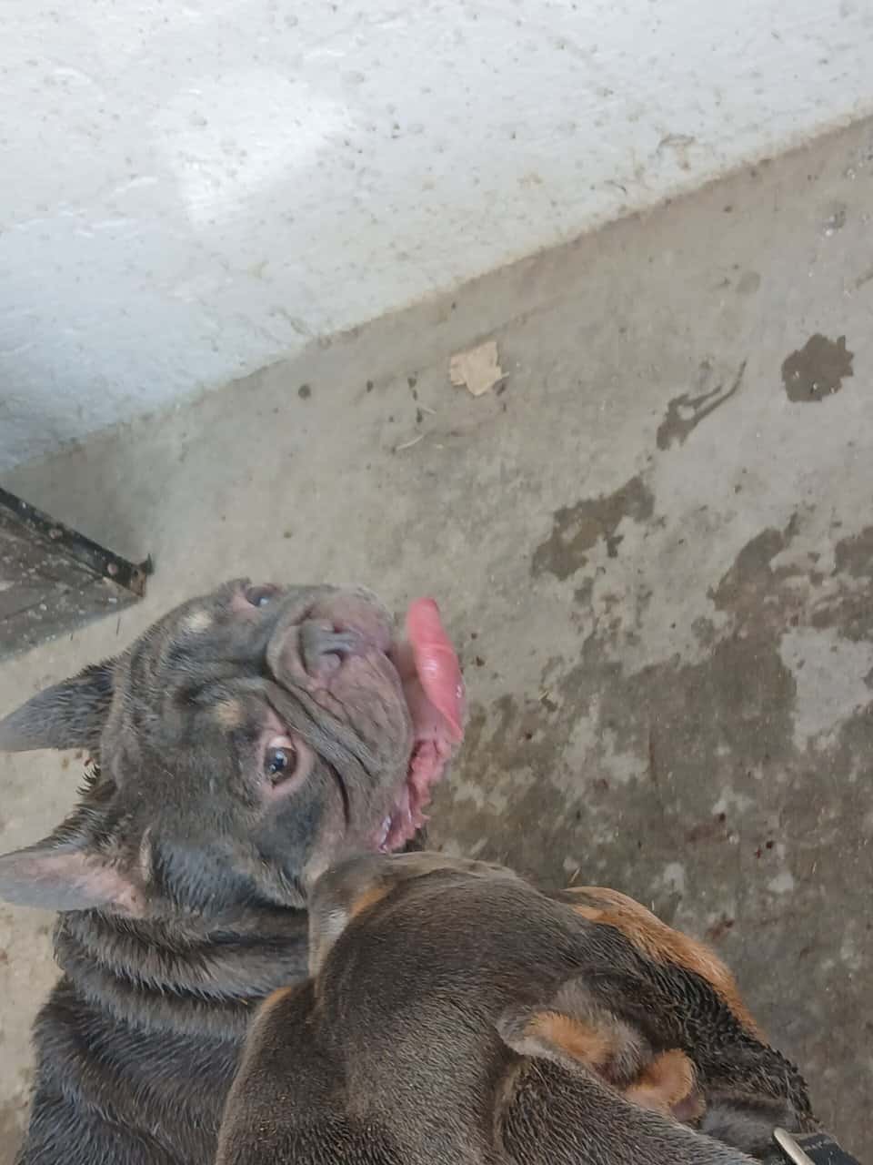 Frenchie image 1