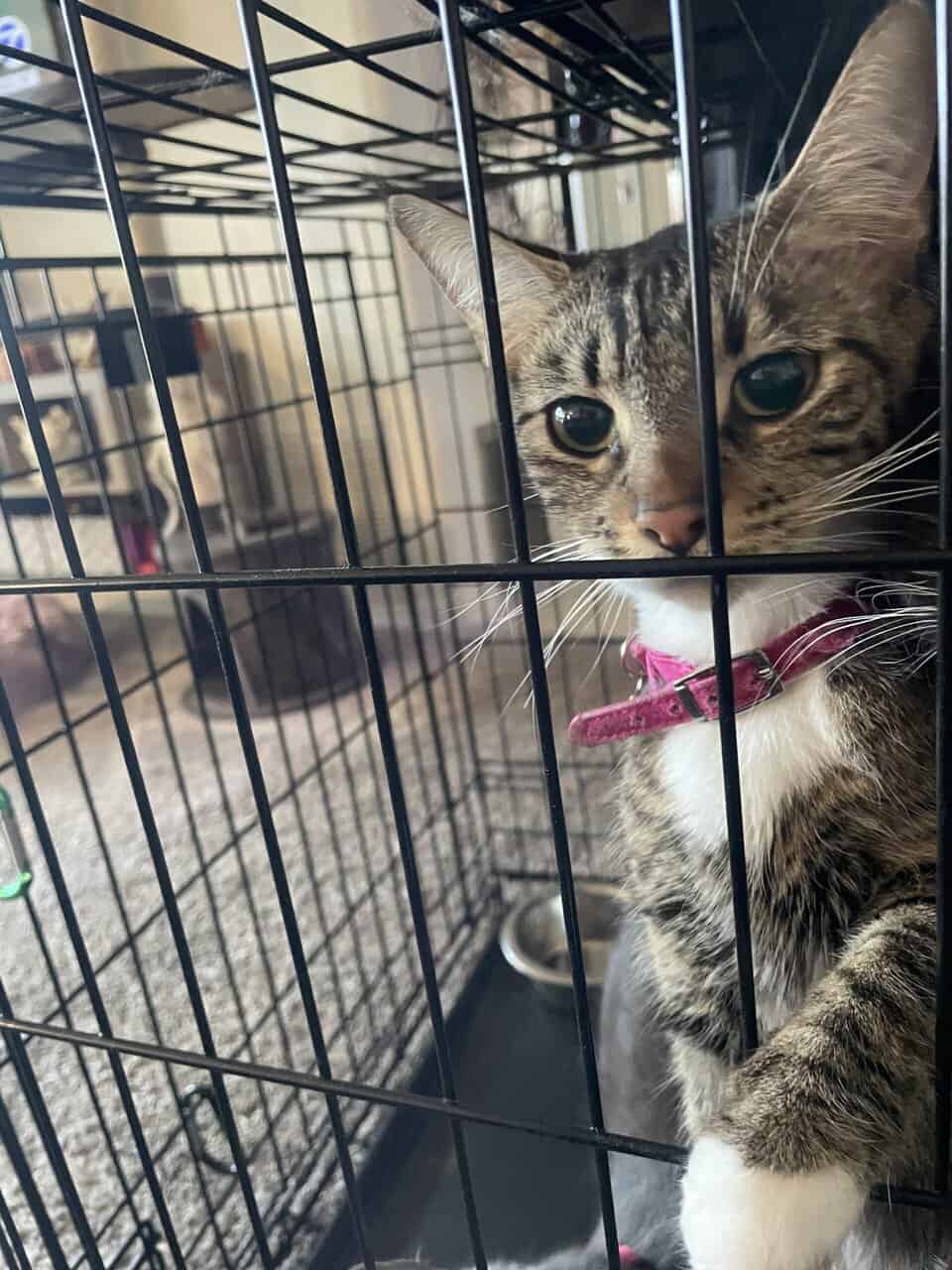 young sweet female cat image 3