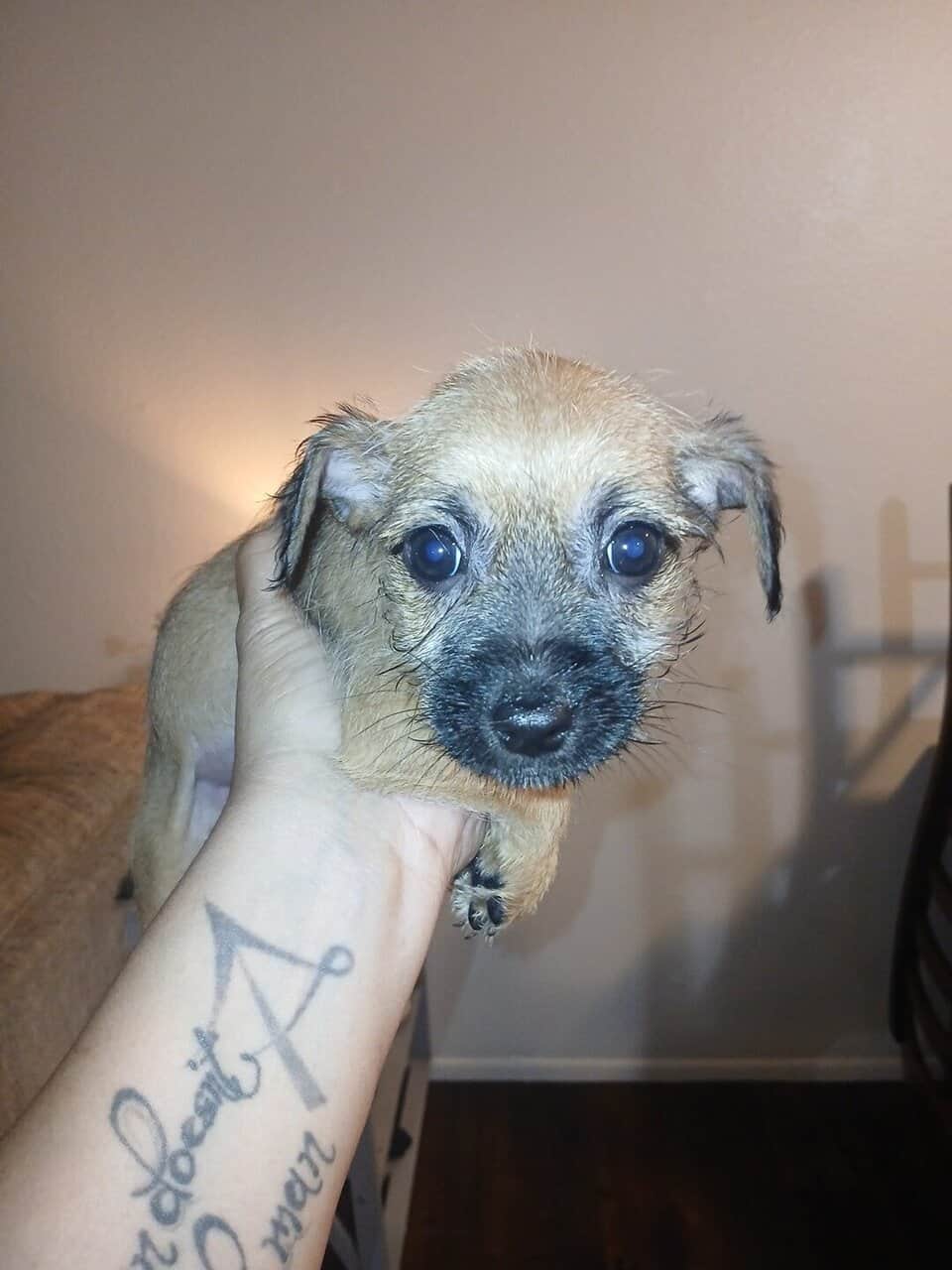 CUTE PUPPIES - Mixed Breed MaltipooTerrier image 6