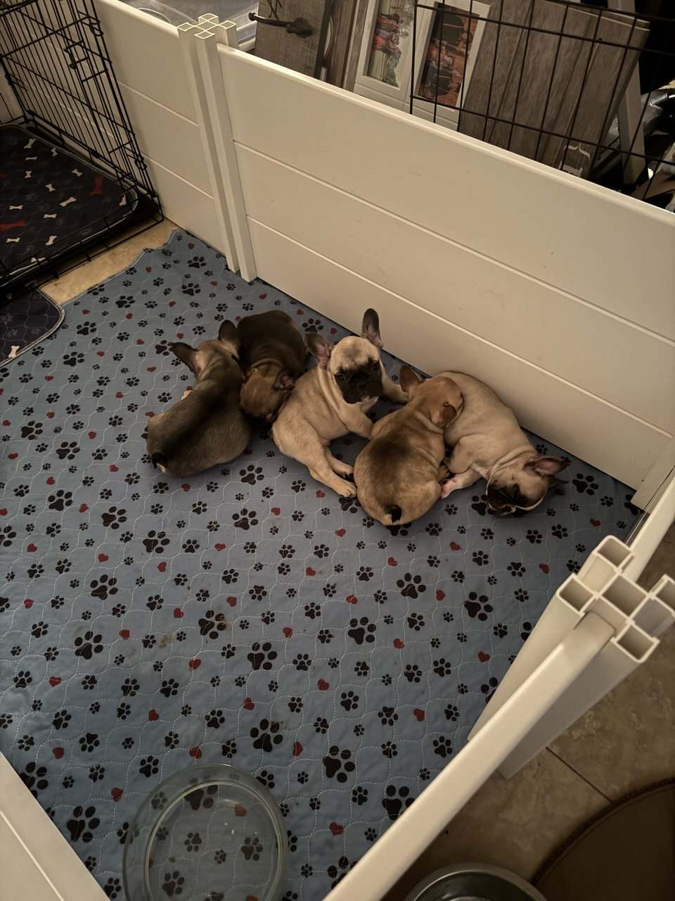 French Bulldog puppies image 9