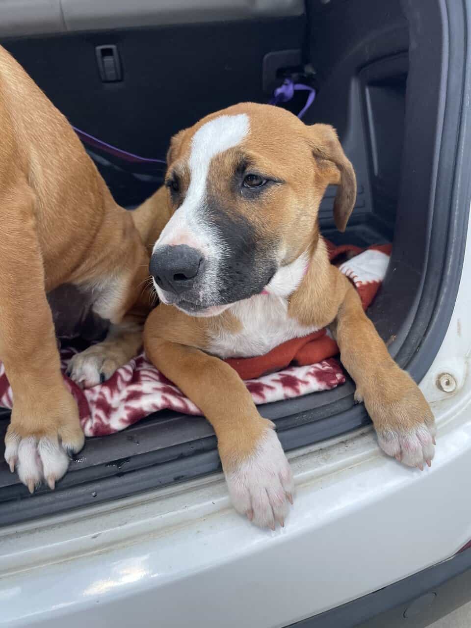 Free puppies image 4