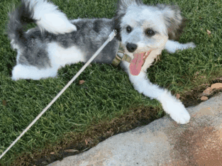9-Month-Old Havanese Puppy