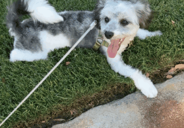 9-Month-Old Havanese Puppy