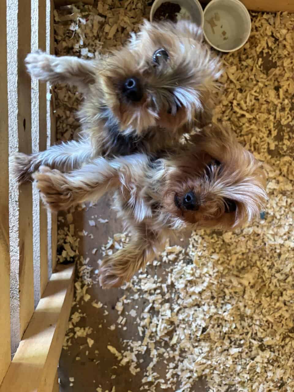 Pure bred Yorkshire Terriers image 9