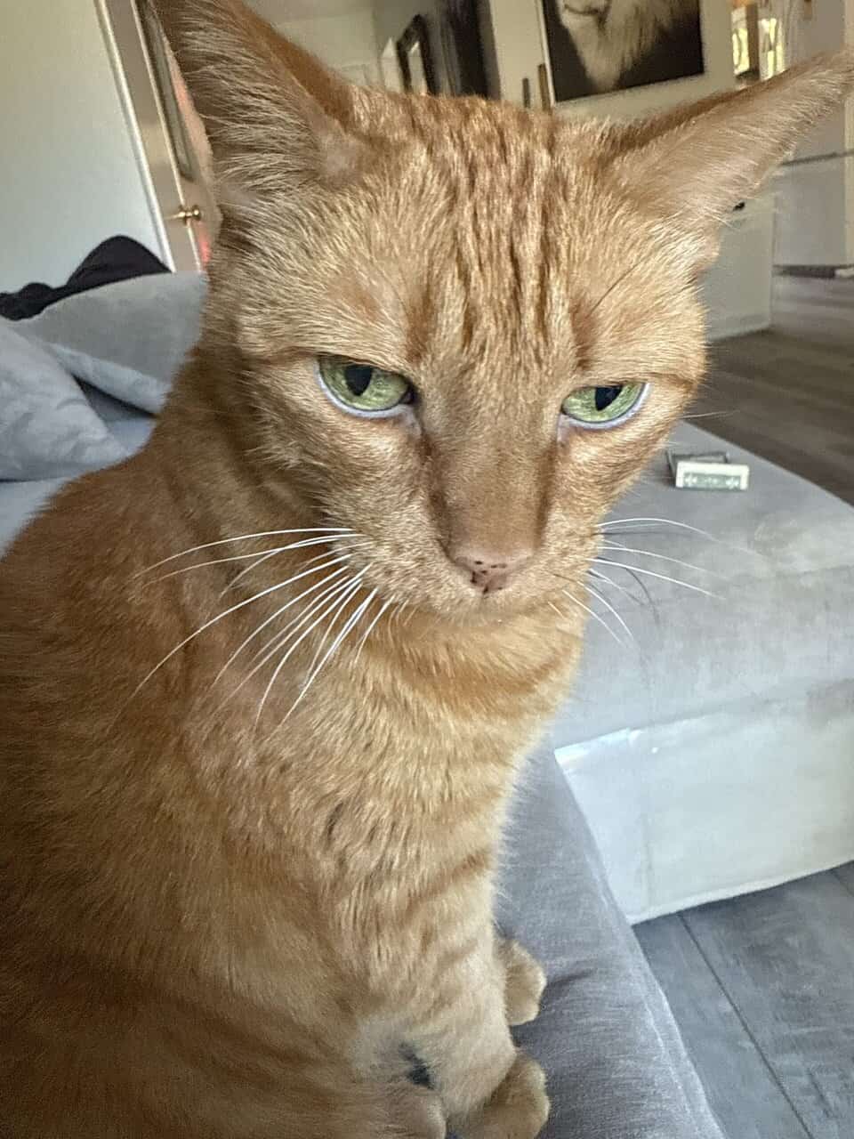 Handsome laid back and sweet tabby. image 3