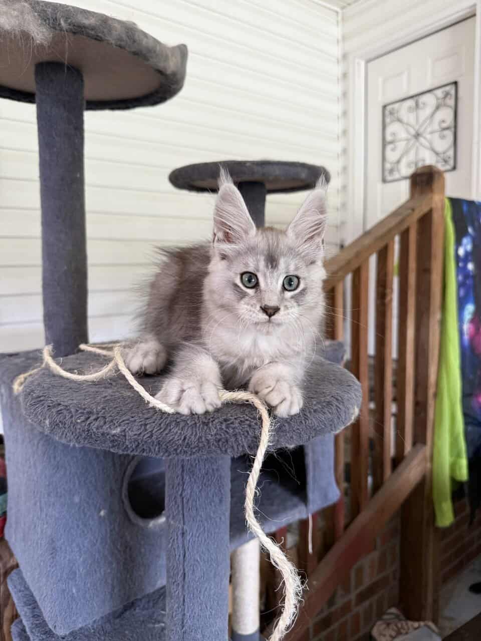 Maine Coon Kitten image 1
