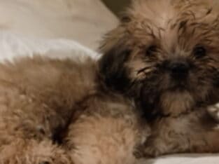 Mal-Shi puppies for sale Male Yogi