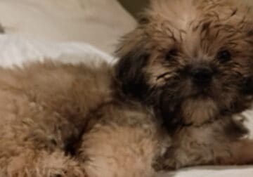 Mal-Shi puppies for sale Male Yogi