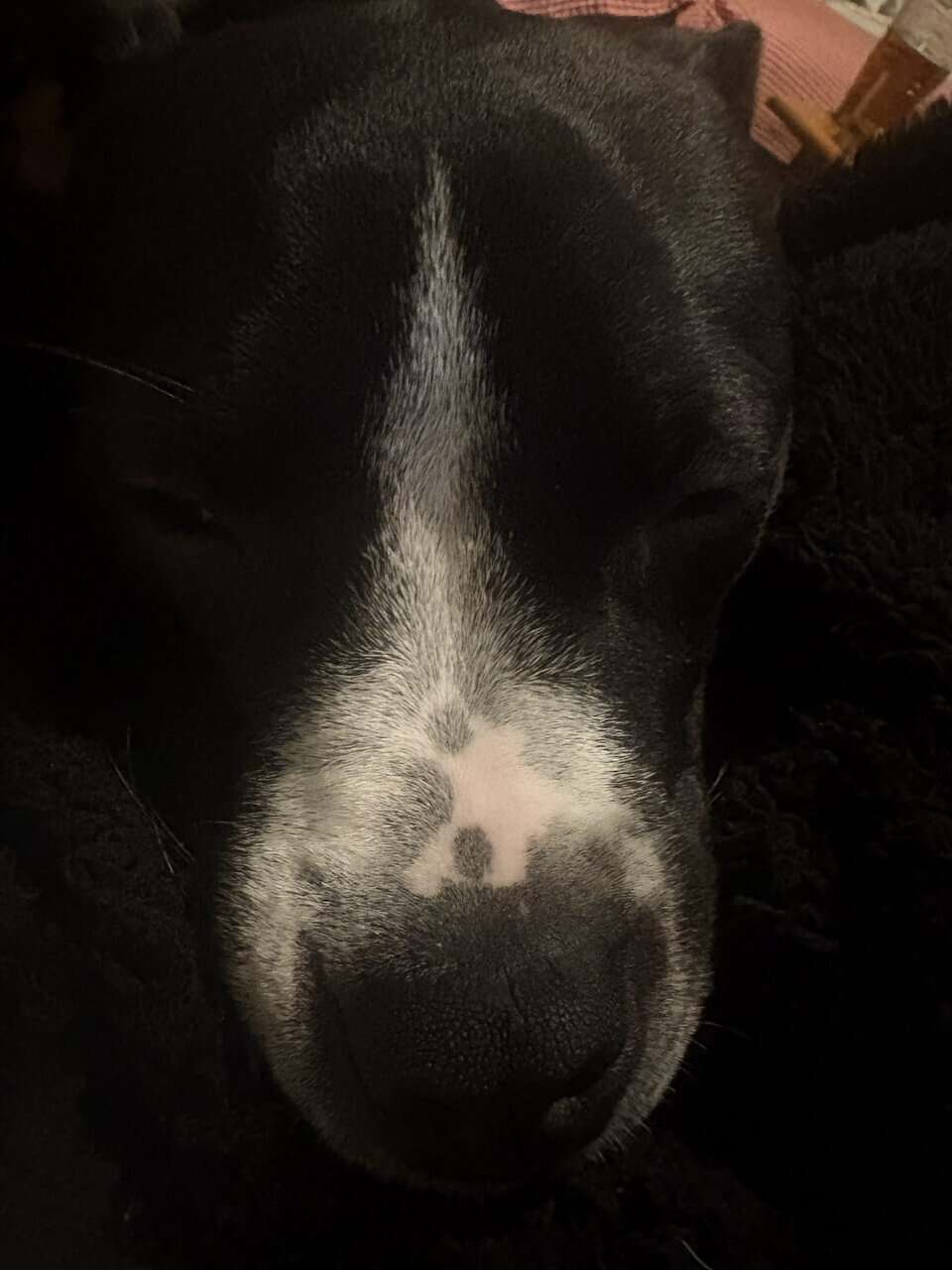 willow urgently needs a home! image 2