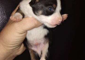 S’mores – Male – NE Oklahoma