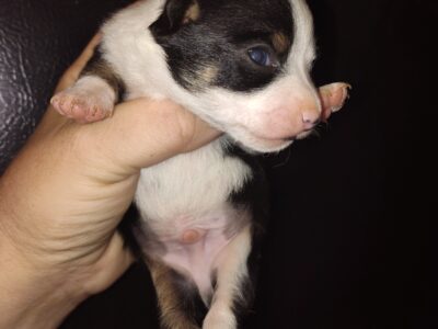 S’mores – Male – NE Oklahoma