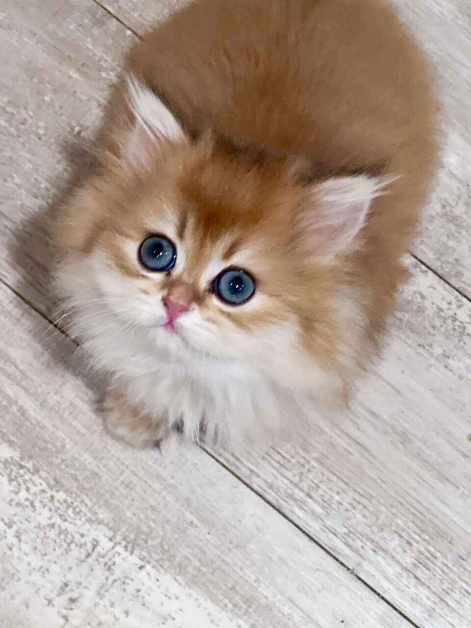 British Longhair Golden girl image 4