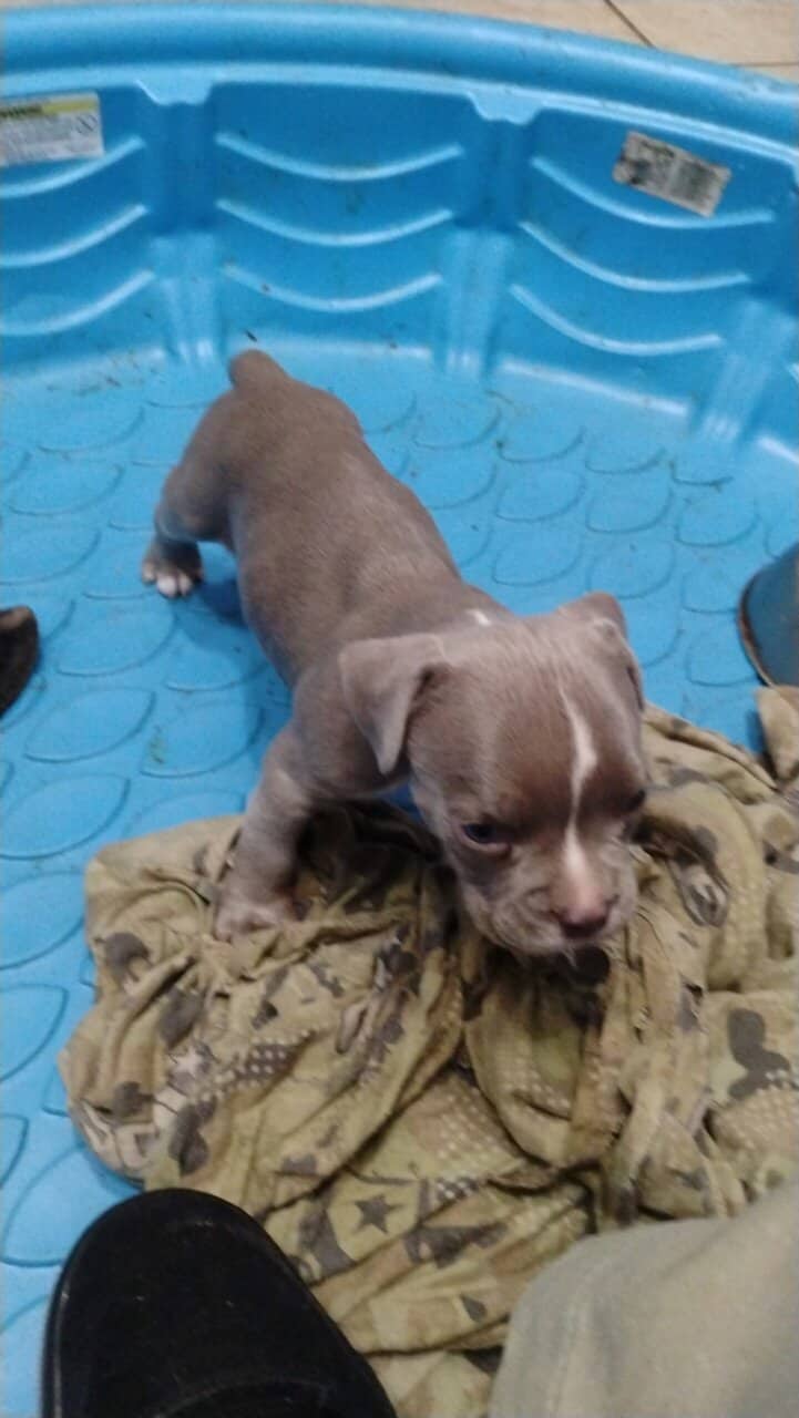 American Bully puppies for sale image 4