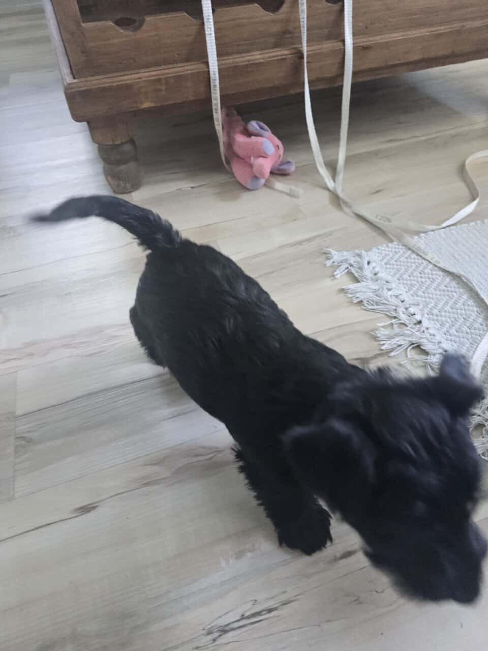 Scottish Terrier and Schnauzer mix puppies image 2