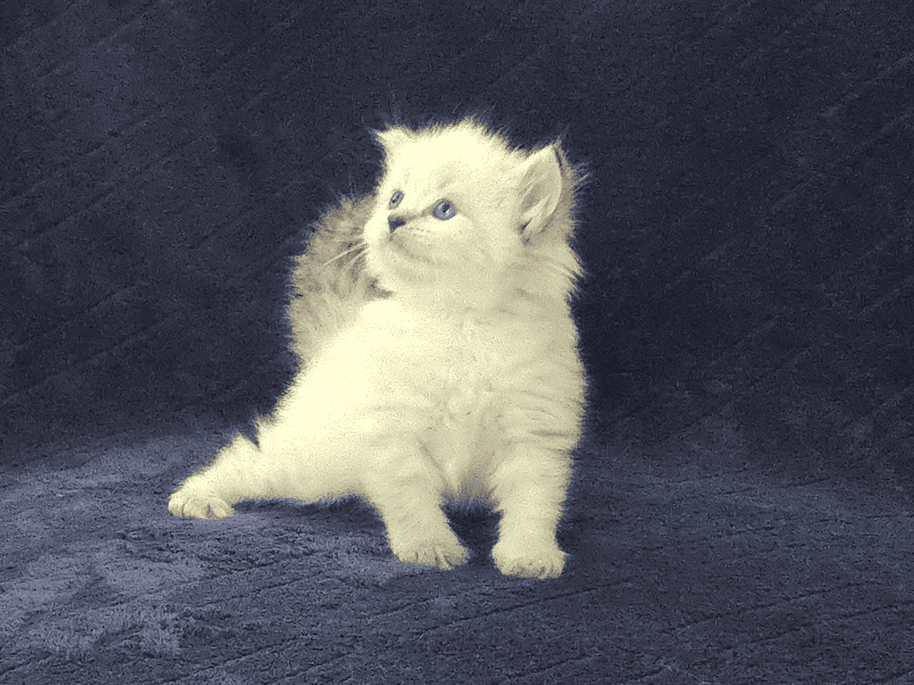 HYPOALLERGENIC Siberian kittens!! image 6