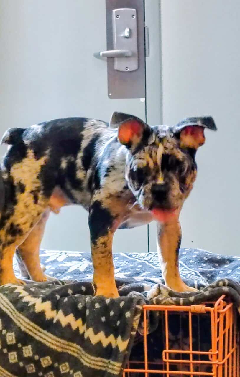 4 Month old Male French bulldog image 3