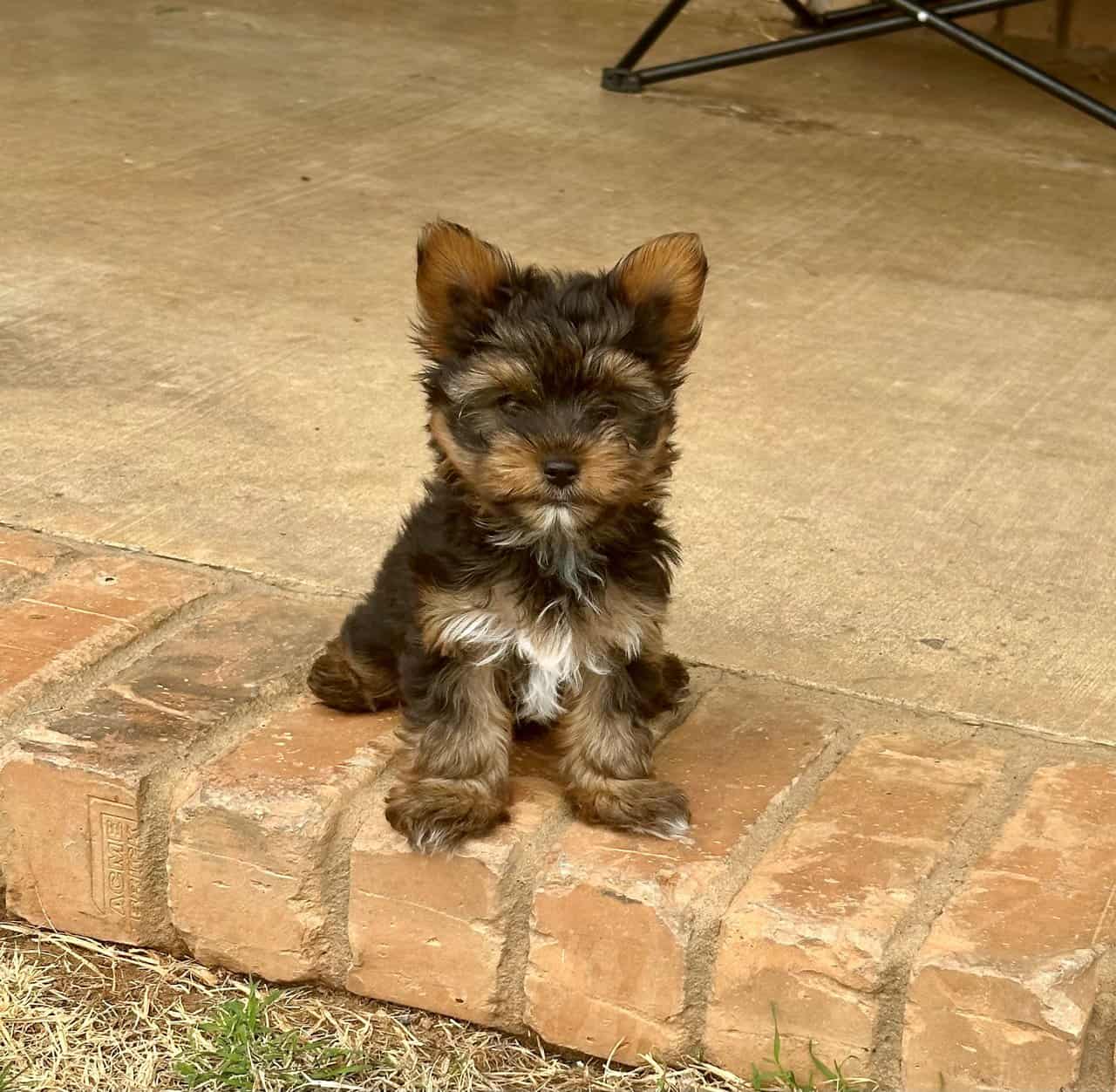 Tiny Yorkie Puppies image 4