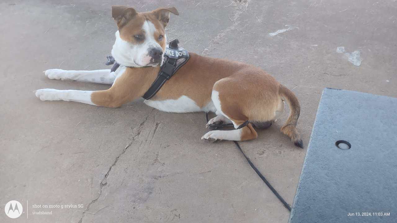 Looking to re-home this precious little guy image 4
