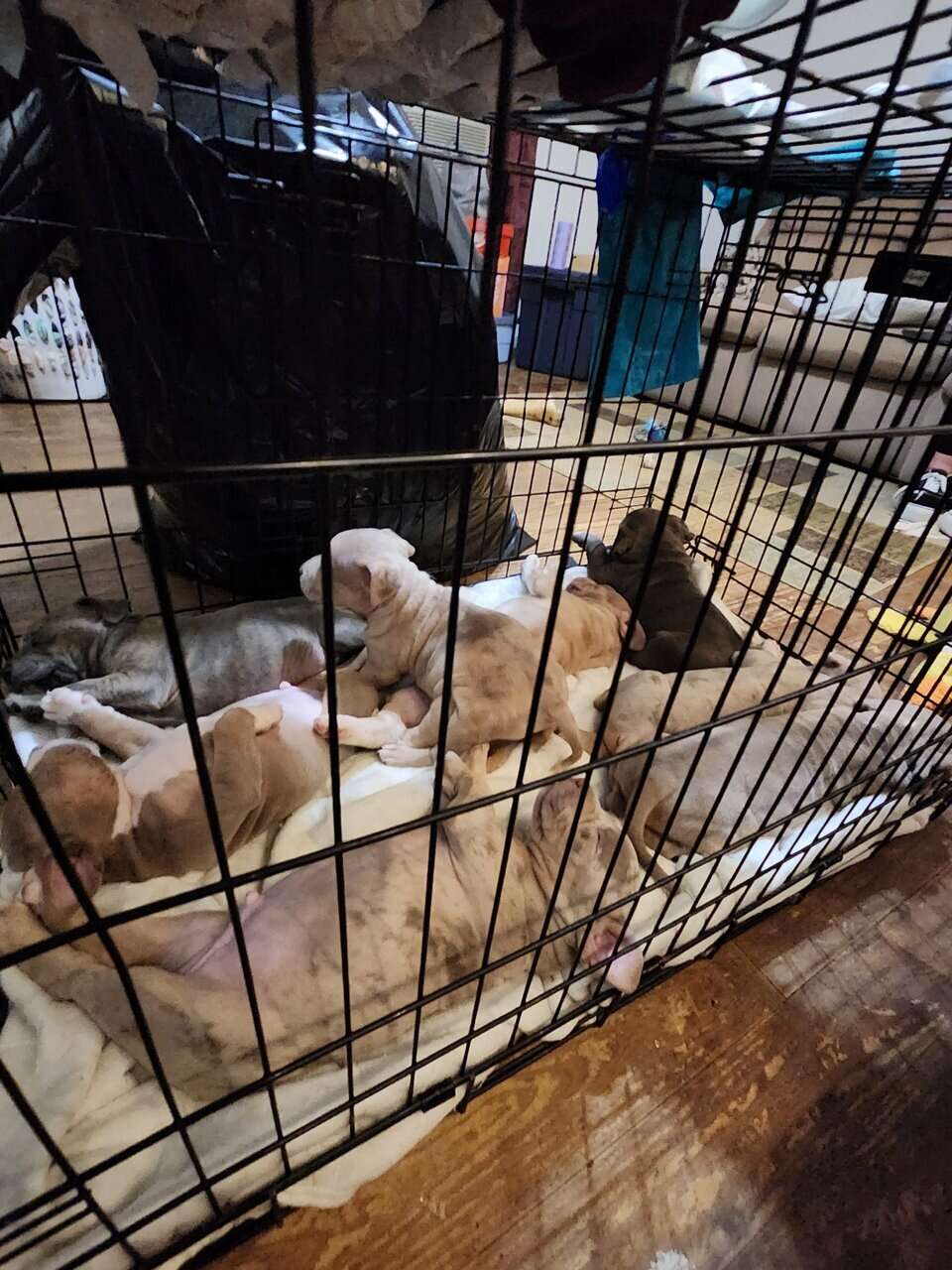 Purple Lilan Merle Bullies for sale image 2