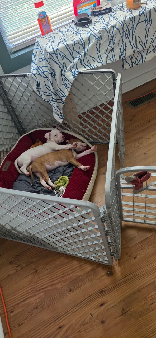 American Pit Bull Puppies image 3