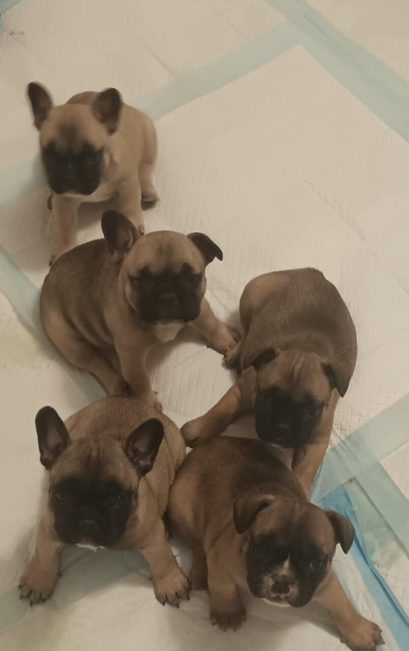 French Bulldog puppies fall sale image 6