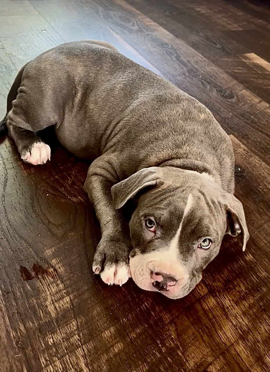 Pitbull Puppy image 1