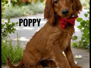 *Poppy*