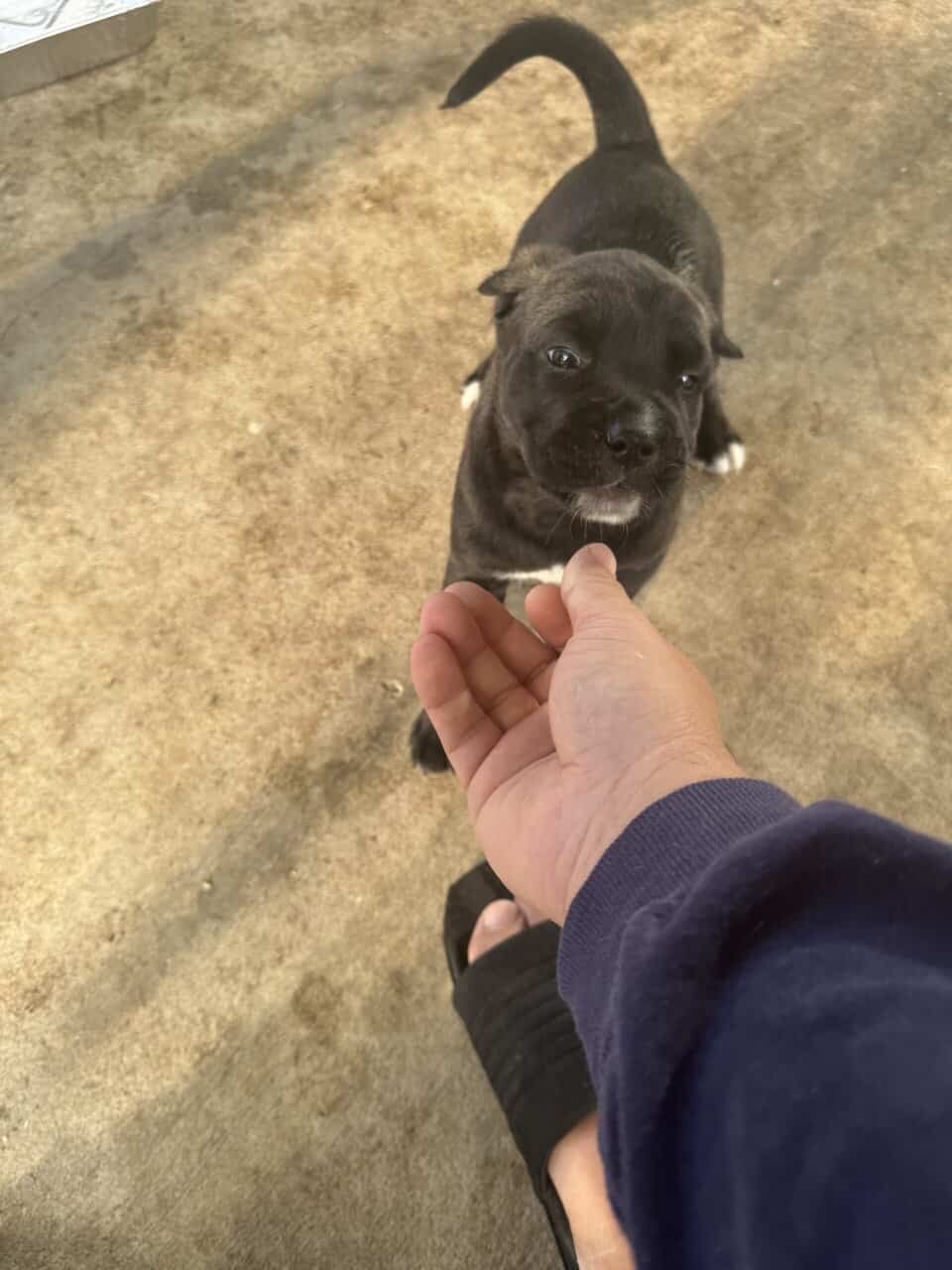 Mastiff Mix Puppies image 6