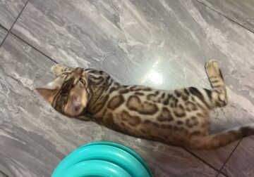 Fabulous Bengal Kittens