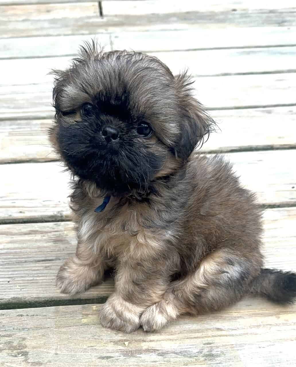 ShihTzu Puppies image 7