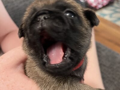 Purebred Pug Puppies