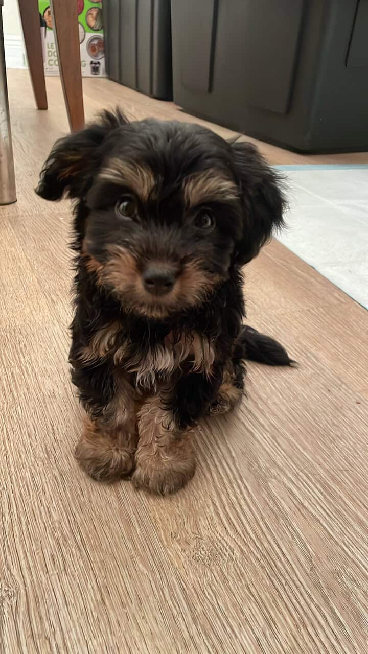 Buddy image 2