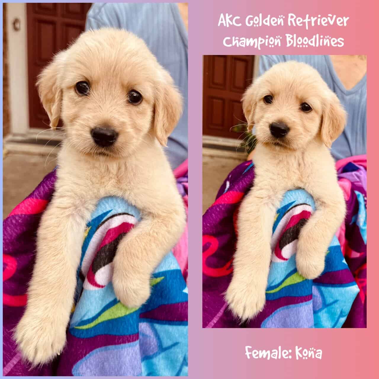 AKC Golden Retriever - Champion Bloodlines image 7