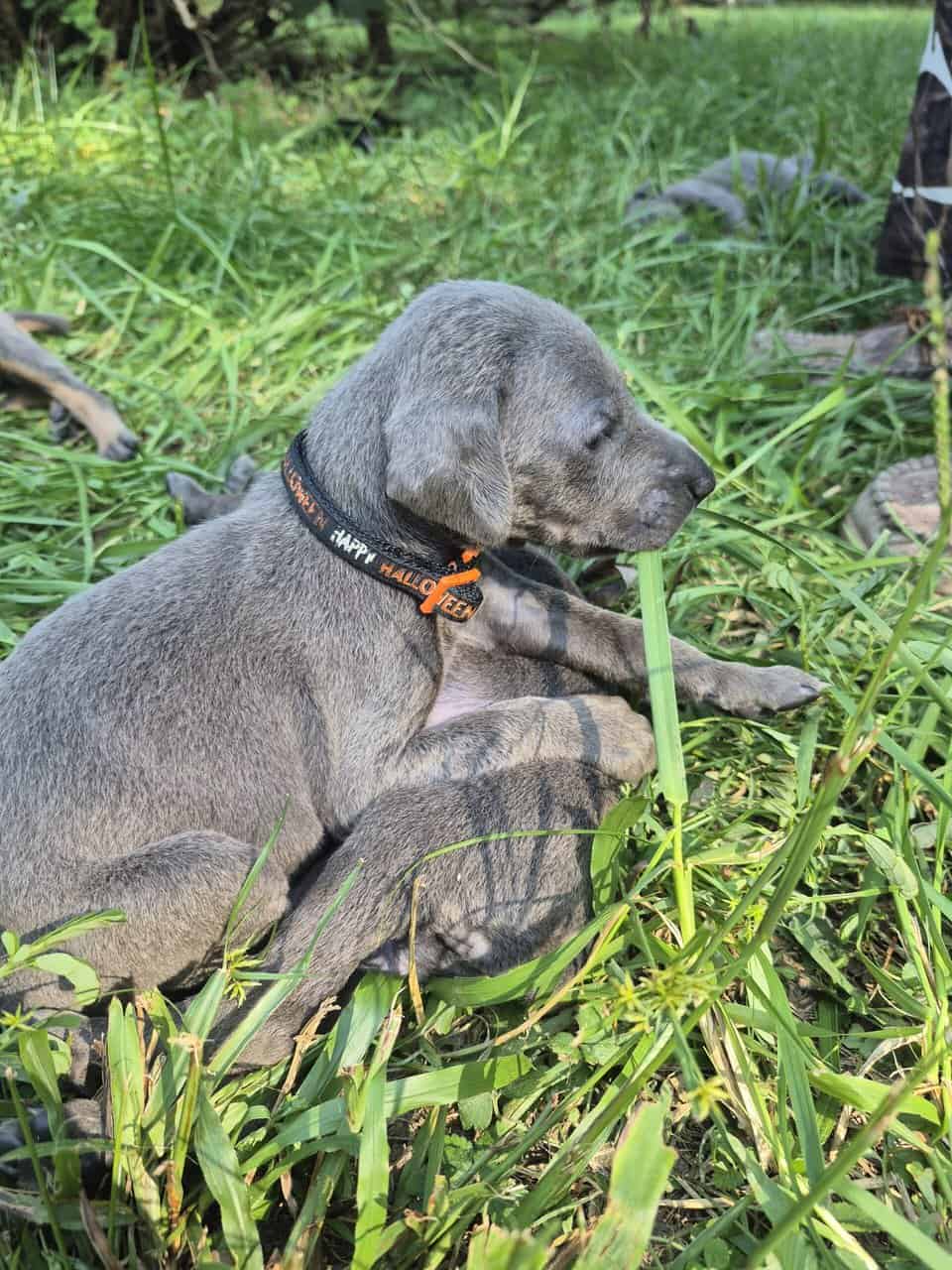 Doberman puppies image 10