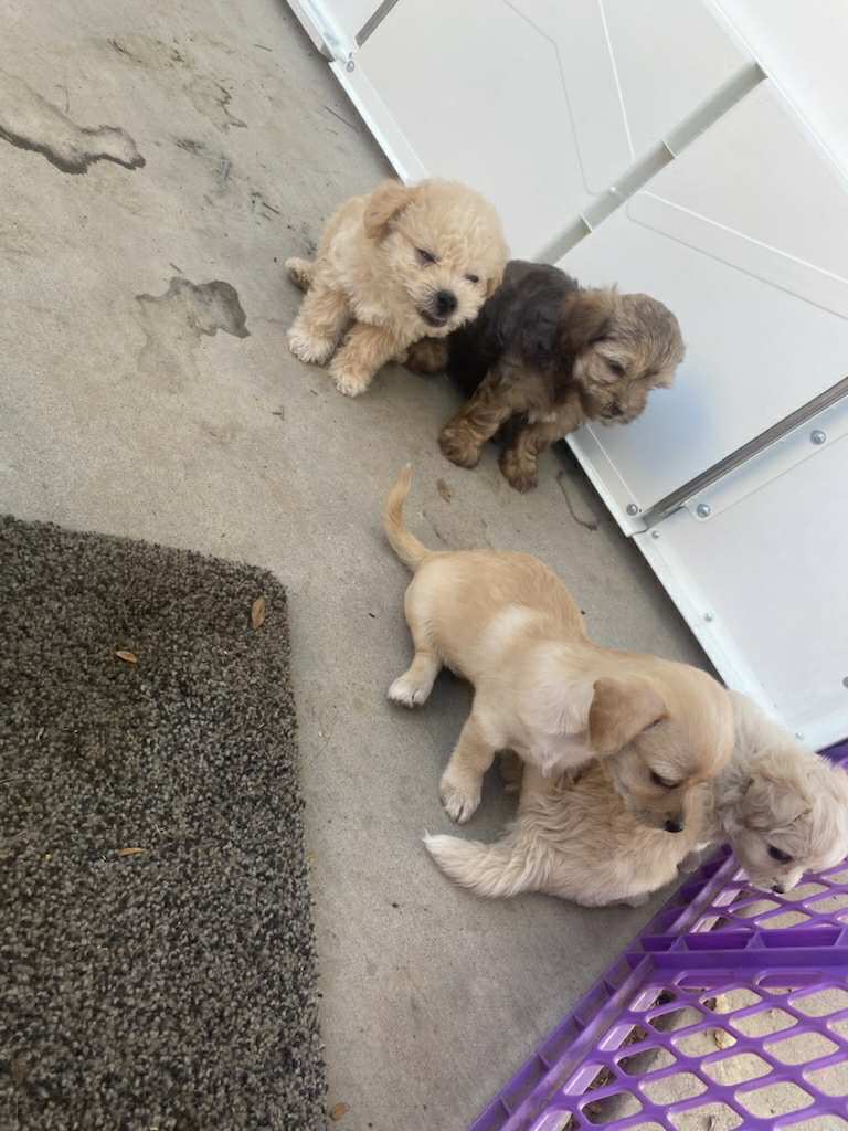 Incredibly adorable puppies image 14