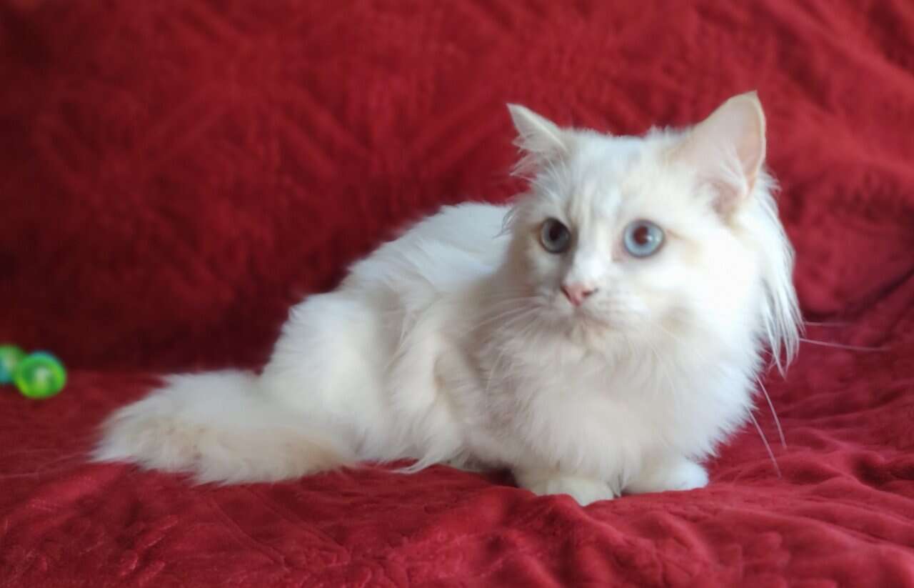 PURRFECT COMPANION: Traditional Lilac Bicolor Male image 2