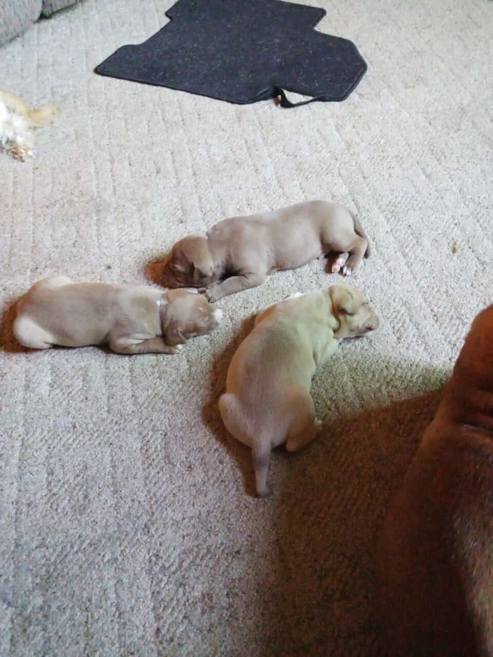 Pitbull puppies image 4