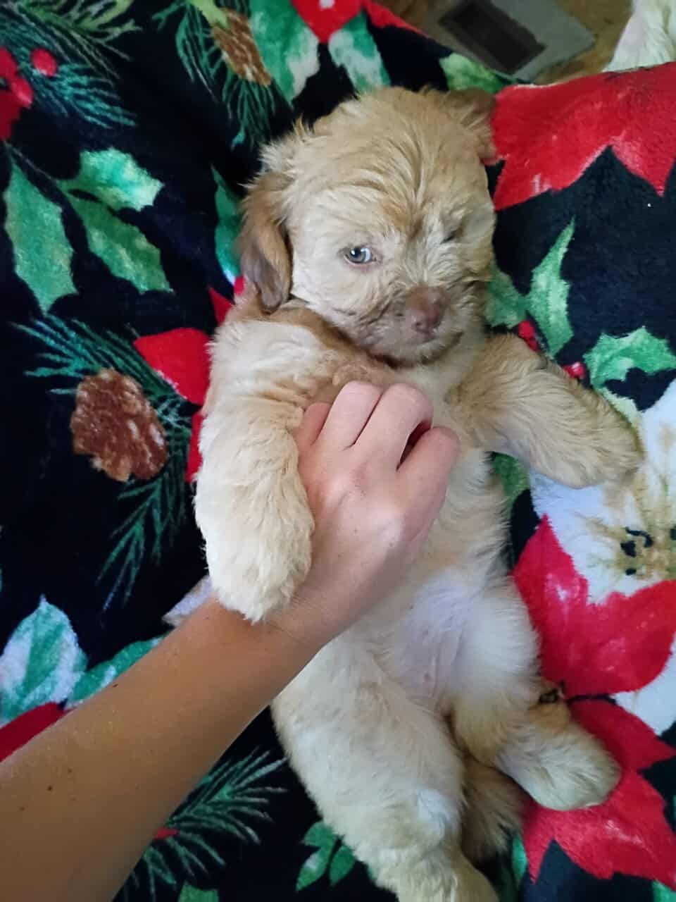 Puppies image 2