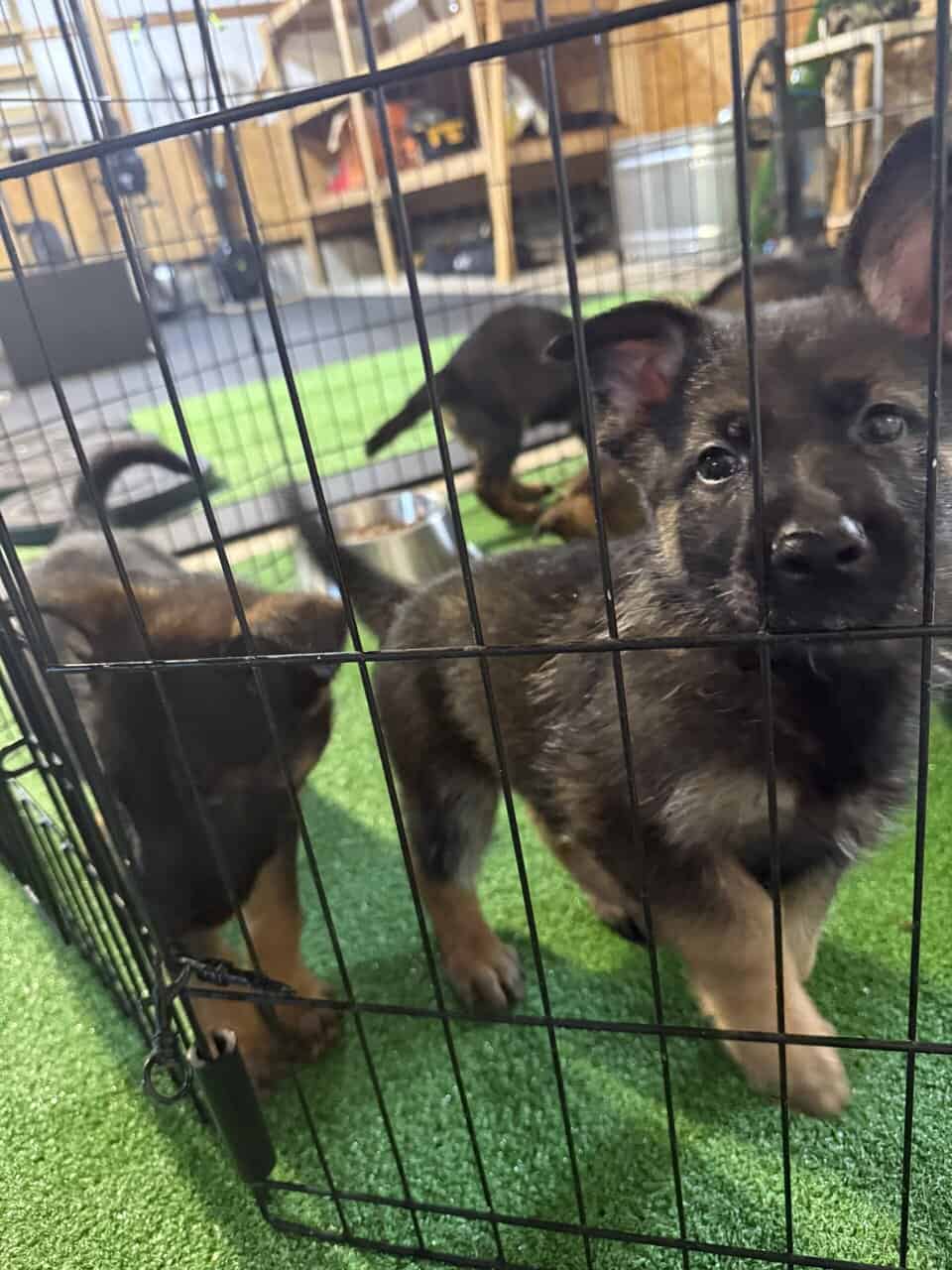 Litter of 7 German Shepard and Belgian Malinios image 1