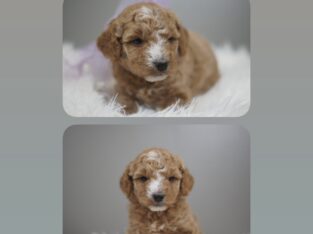 F1b mini GoldenDoodle (Maple)