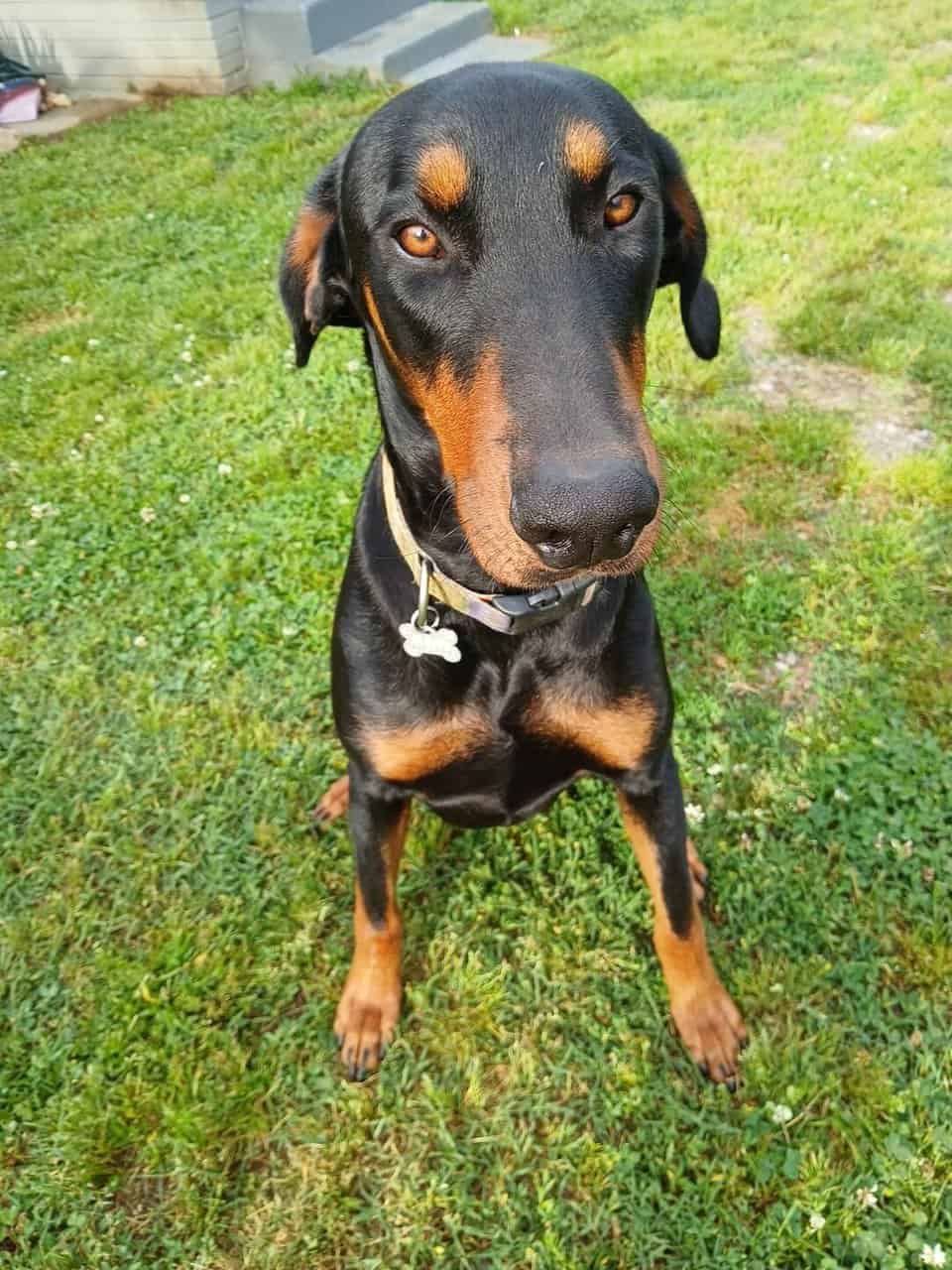 Male 2 year old Doberman image 7